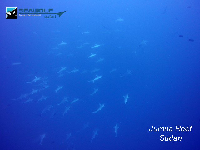 Itinerary Divesite